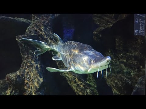 Видео: Москвариум в Москве