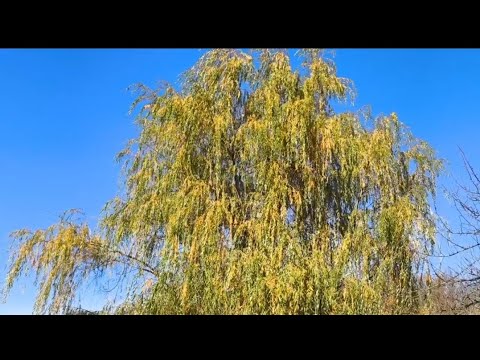 Видео: Прогулянка лісом. Наші знахідки