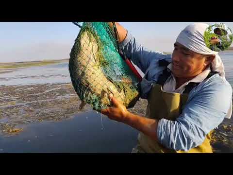 Видео: Арнасойда рекорд. Котта илонбош ови.  #баликови #рыбалка #fishing #telegram 