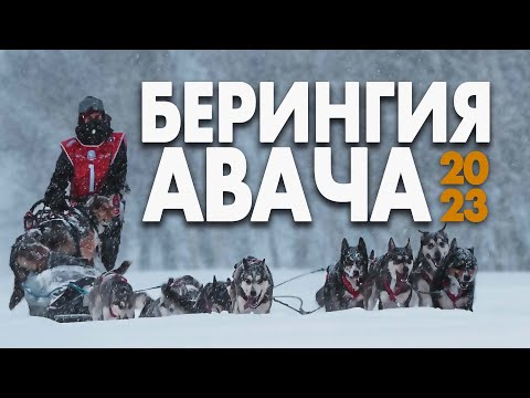 Видео: БЕРИНГИЯ АВАЧА - горная гонка на собачьих упряжках