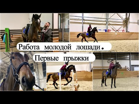 Видео: Работа молодой лошади. Первые прыжки на Жоре