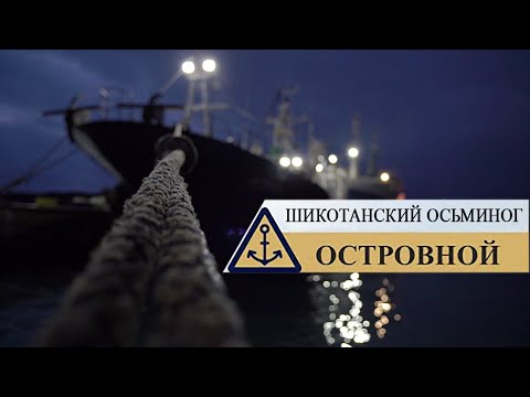 Видео: Островной - Шикотанский осьминог