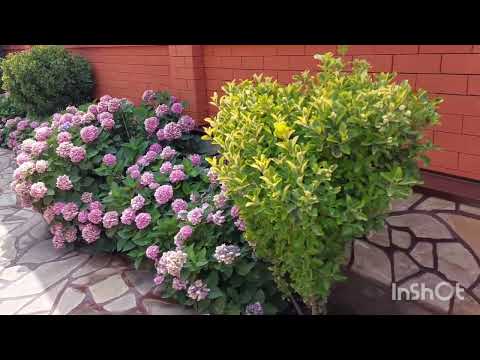 Видео: //Шок  Информация  и Имитация  Камня//