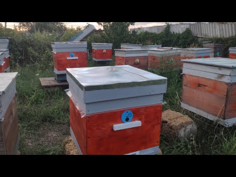 Видео: Собираем семьи в зиму