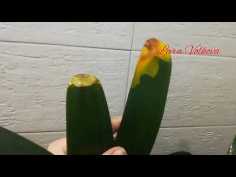 Видео: clivia, кливии, уход, выращивание, мучнистый червец, семена, цветение, скорость роста.