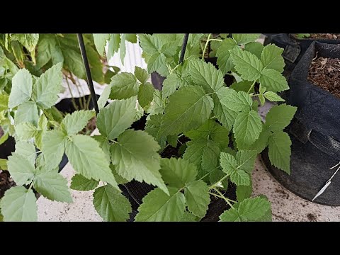 Видео: Эксп 3, 😯😍 Малина из семян - Август, жара - полет нормальный ! Невероятно! Малина черная Black Jewel