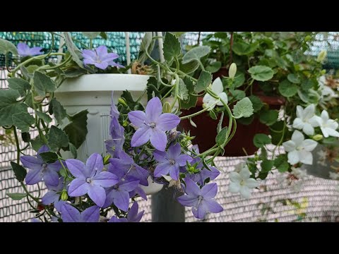 Видео: Обзор комнатные растения, цветы. обзор 2 часть