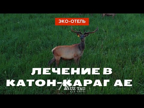 Видео: Катон-Карагай, пантолечение, современный эко-отель Muz Tau