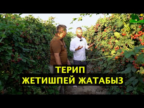 Видео: Жарым гектардан канча ежевика алса болот? Канча киреше тапса болот? Кайсы жака сатып жатасын?