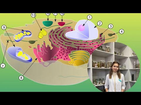 Видео: Цитология. Жасуша-тіршіліктің құрылымдық-бірлігі. Жасушаның мембранасыз және мембраналы органоиды