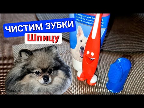 Видео: Как и чем чистить зубы собаке в домашних условиях?