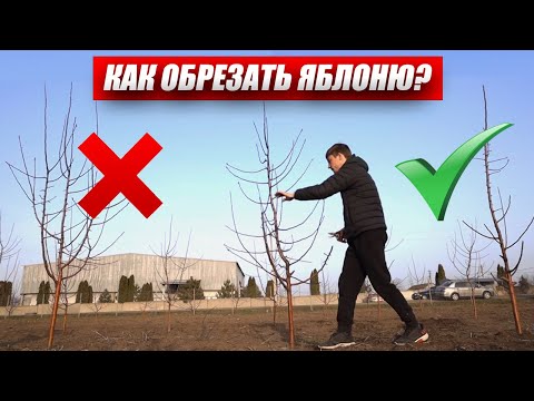 Видео: Обрезка Яблони. Как Правильно Обрезать и Сформировать Дерево? Стройное Веретено / Антон Пермяков