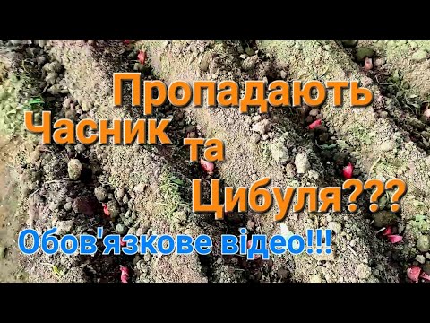 Видео: Чим обробити цибулю і часник перед посадкою | Знезараження озимого часнику і цибулі@МояДачаСадГород