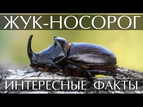 Видео: Жук носорог - интересные факты