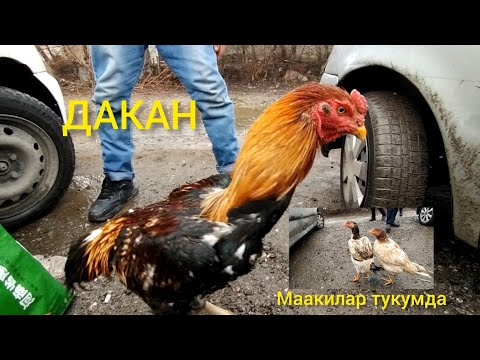 Видео: ОШ ДАКАН БАЗАР/ЭН КУЧТУУЛОРУН ТАРТТЫК @baakg3248