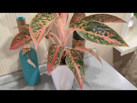 Видео: Осень🍂 2025! обзор цветочной коллекции ( часть 1) 🤗