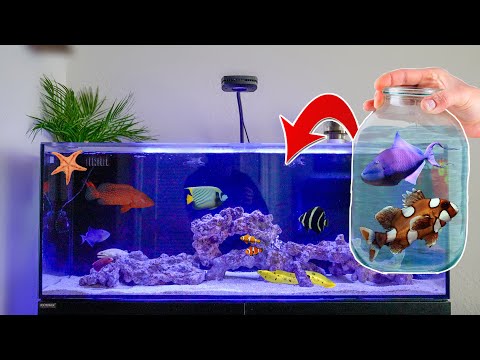 Видео: Покупаю НОВЫХ РЫБОК ДЛЯ МОЕГО МОРСКОГО АКВАРИУМА!!