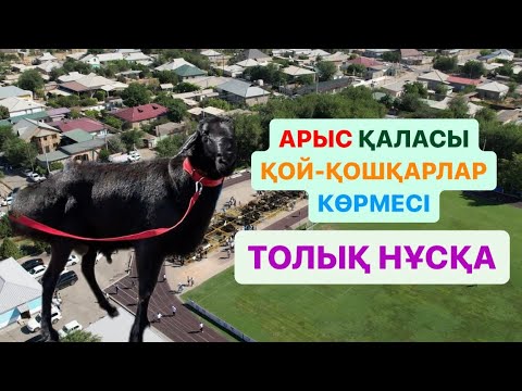 Видео: Арыс қаласы Облыстык асыл тұқымды қой қошқарлар көрмесі