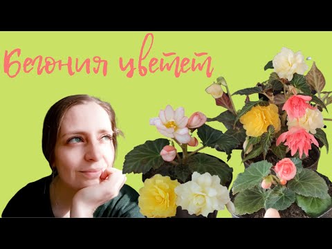 Видео: БЕДА С БЕГОНИЯМИ, НО ОНИ ВСЕ РАВНО ЗАЦВЕЛИ!