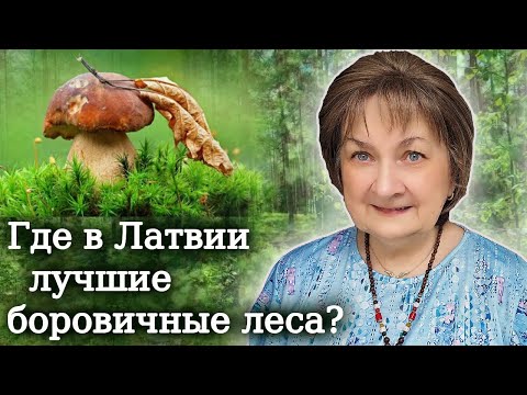 Видео: Где в Латвии лучшие боровичные леса?