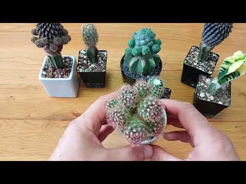 Видео: О прививках кактусов, клонировании и укоренении.