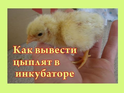 Видео: Как вывести цыплят в инкубаторе- Инкубация куриных яиц-пошагово