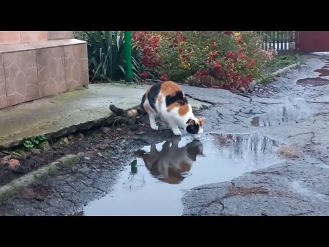 Видео: ДОЩОВИЙ РАНОК. УДОСКОНАЛЮЄМО ВІНИК.