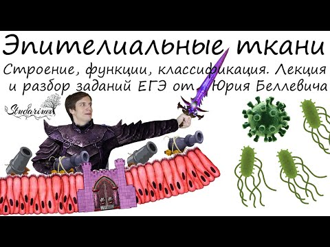 Видео: Эпителиальные ткани. Строение, функции, классификация. Лекция и разбор заданий от Юрия Беллевича