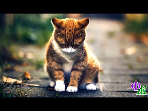 Видео: Холодный ветер проникал сквозь шерсть КОШКИ и ее СЛЁЗЫ превращались на осеннем морозе в ледышки