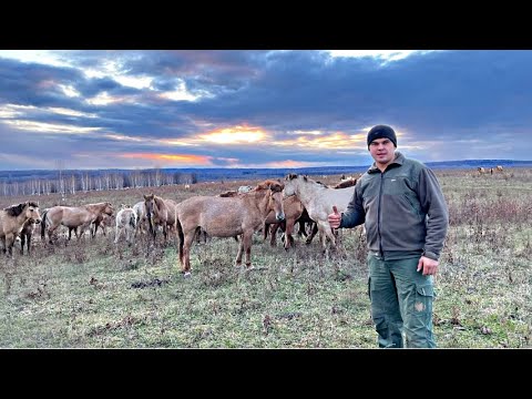 Видео: КФХ Идиятуллин. В ускоренном режиме готовимся к зиме /   Получилось съездить к нашему табуну лошадей