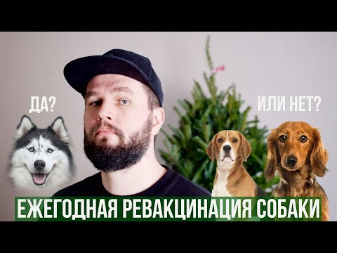Видео: Стоит ли делать ежегодную ревакцинацию собаке?