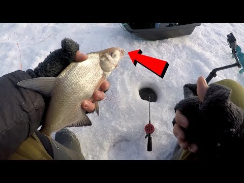 Видео: Ловля леща зимой на незнакомом водоеме | Зимняя рыбалка | Ice fishing