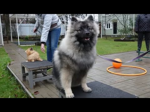 Видео: Догтренинг 465. Работают шпицы: кеесхонд, померанцы. Умные пушистики