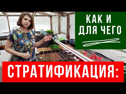 Видео: Каким культурам нужна стратификация и как ее провести