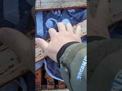 Видео: ПРОКИСШИЙ МЕД И ДЛЯ ЧЕГО?