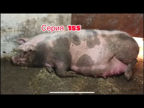 Видео: Новости по кормам , подготовка к опоросам , первый опорос 