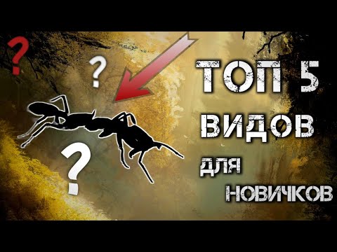 Видео: ЛУЧШИЕ виды муравев для начинающих мирмекиперов. ТОП 5 видов для НОВИЧКОВ