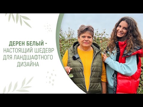 Видео: ДЕРЕН БЕЛЫЙ - НАСТОЯЩИЙ ШЕДЕВР ДЛЯ ЛАНДШАФТНОГО ДИЗАЙНА