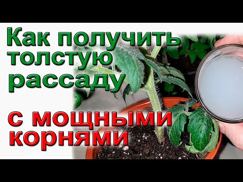 Видео: Правильное использование препарата Атлет.