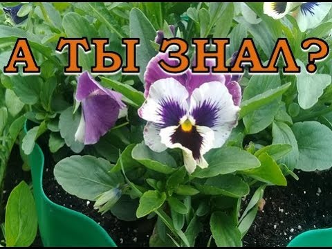 Видео: ВИОЛА: все тонкости посева