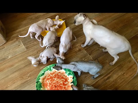 Видео: Самые голодные Сфинксы | Наше асмр утро☀️ #котики #сфинксы