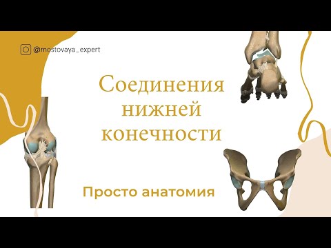 Видео: Соединения костей нижних конечностей
