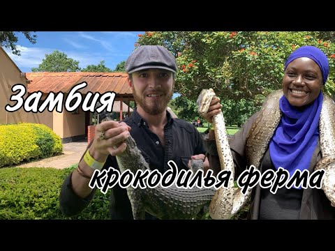 Видео: Крокодилья ферма в Африке ~ пробуем мясо крокодила