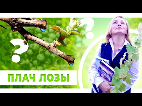 Видео: Жизненный и вегетационный цикл виноградной лозы. Весенний плач виноградной лозы.