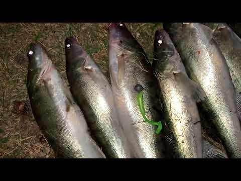 Видео: Судаки на вечерней зорьке сломали спиннинг!!#рыбалка #fishing #судак #окунь #okuma #shimano