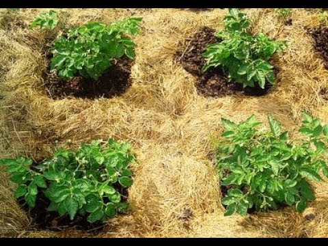 Видео: Эко35 Мульчировать или не Мульчировать, вот в чём вопрос