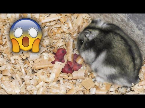 Видео: Хомячиха родила и съела хомячат😰