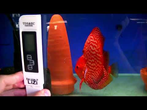 Видео: Содержание и разведение Дискусов дома #aquarium #аквариум #discus #дискусы #разводня