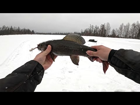 Видео: РЫБАЛКА НА ГОРНОЙ РЕКЕ | ЛОВИМ КРУПНОГО ХАРИУСА | ДЕНЬ 1