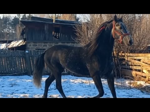 Видео: Орловский жеребец